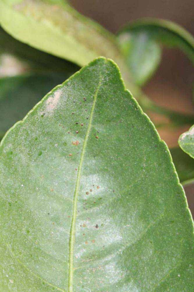              Margin (Riverside, CA)       